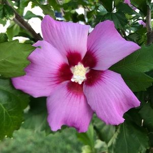 Meet your Posher, Ann marie